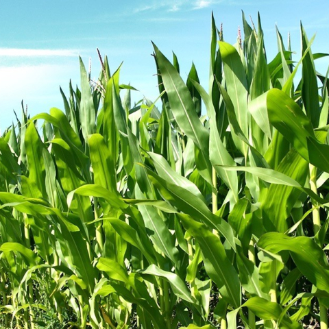 Tíz helyszínen zajlott az országos kukorica posztregisztrációs fajtakísérlet 
